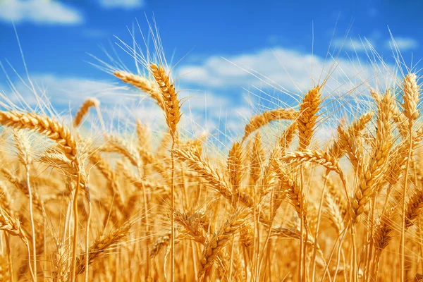 Gold wheat field — Stock Photo, Image