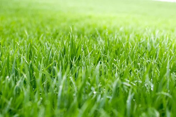 Thick grass with water drops — Stock Photo, Image