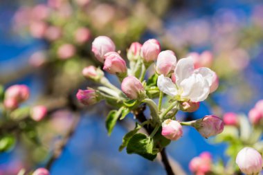 Yeni gelişen ağaç brunch