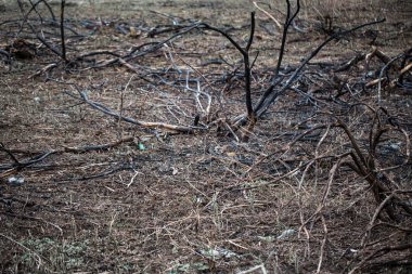 Orman yangınları sonuçlarını