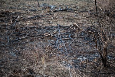 Orman yangınları sonuçlarını