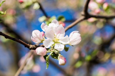 Yeni gelişen ağaç brunch
