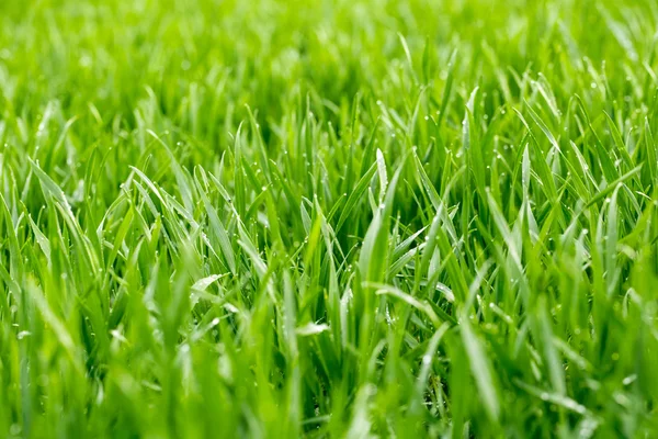 Thick grass with water drops — Stock Photo, Image