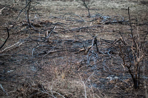 Последствия лесных пожаров — стоковое фото