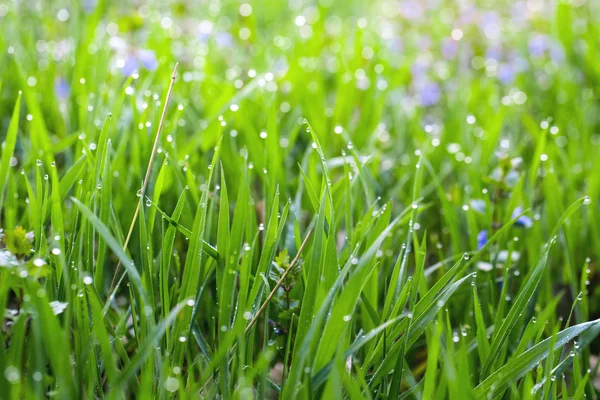 Hierba fresca gruesa con gotas de agua — Foto de Stock