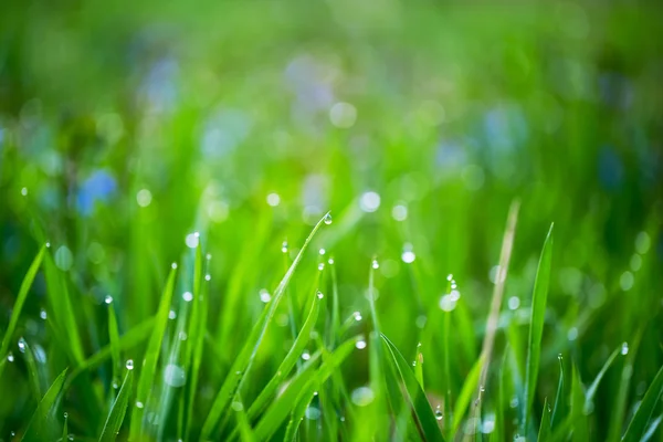 Свіжа густа трава з краплями води — стокове фото