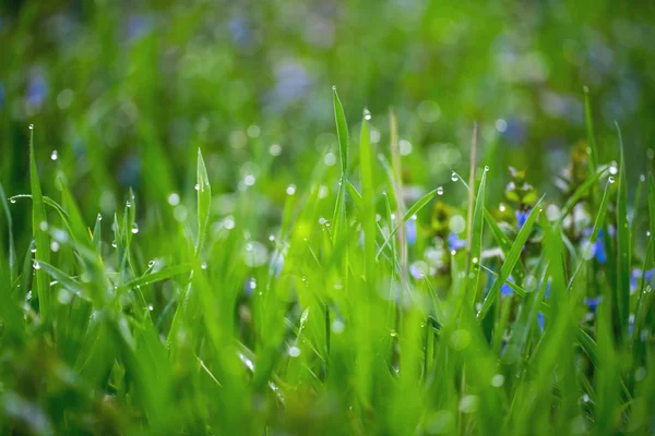 Hierba fresca gruesa con gotas de agua — Foto de Stock