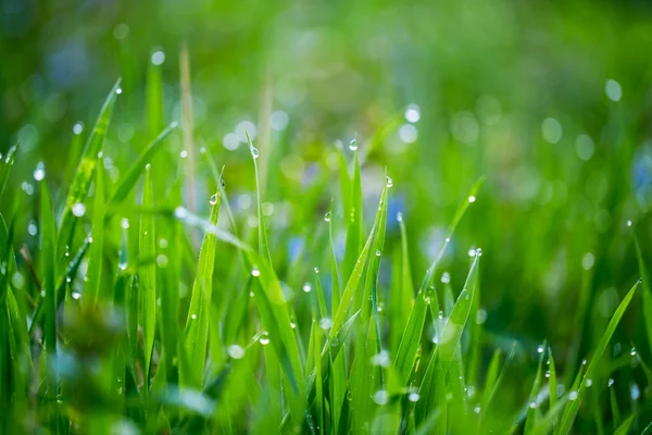 Свіжа густа трава з краплями води — стокове фото