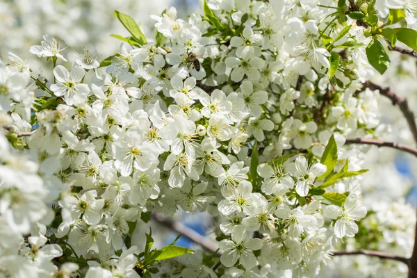 花から花粉を集めるミツバチ — ストック写真