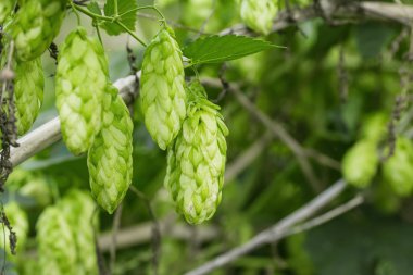taze yeşil şerbetçiotu