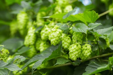 taze yeşil şerbetçiotu