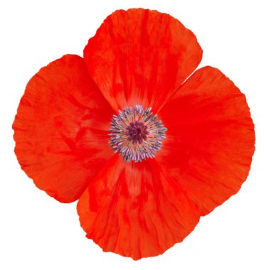 Kırmızı gelincik çiçeği