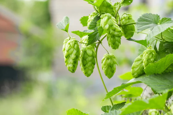 Fresh green hops — Stock Photo, Image