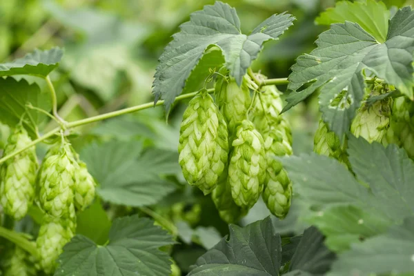 Frischer grüner Hopfen — Stockfoto