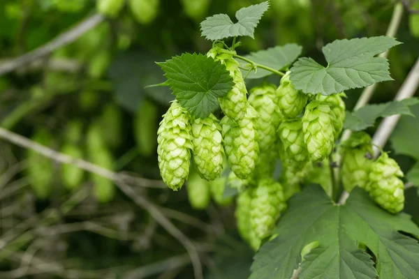 Färska gröna humle — Stockfoto