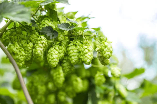 Fresh green hops — Stock Photo, Image