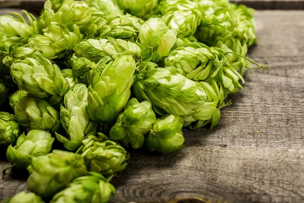 Frischer grüner Hopfen — Stockfoto