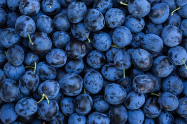 Olgun Erik arka plan