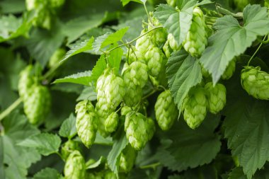 taze yeşil şerbetçiotu