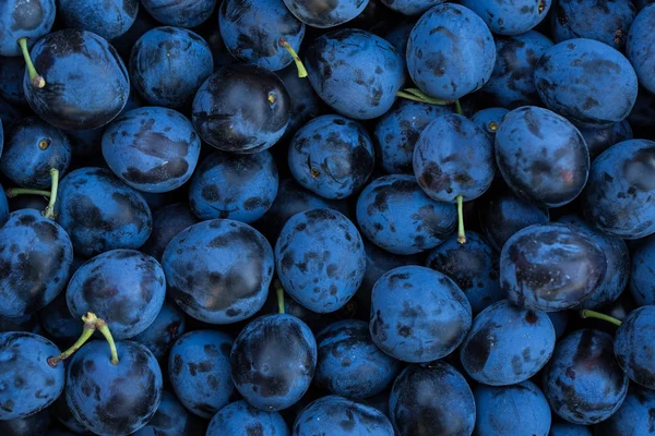 Ripe plums background — Stock Photo, Image