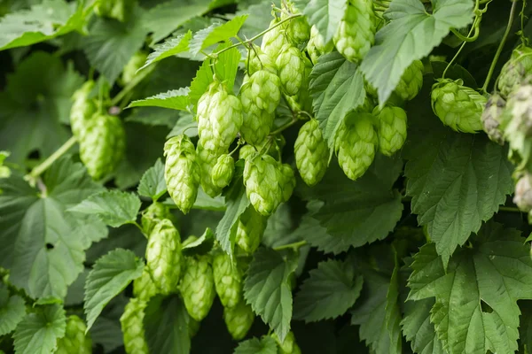 Frischer grüner Hopfen — Stockfoto