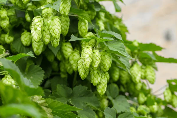 Frischer grüner Hopfen — Stockfoto