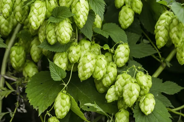 Fresh green hops — Stock Photo, Image