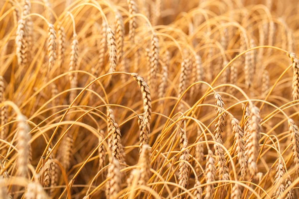 Campo de trigo dorado — Foto de Stock