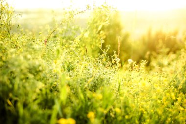 güzel kırsal manzara