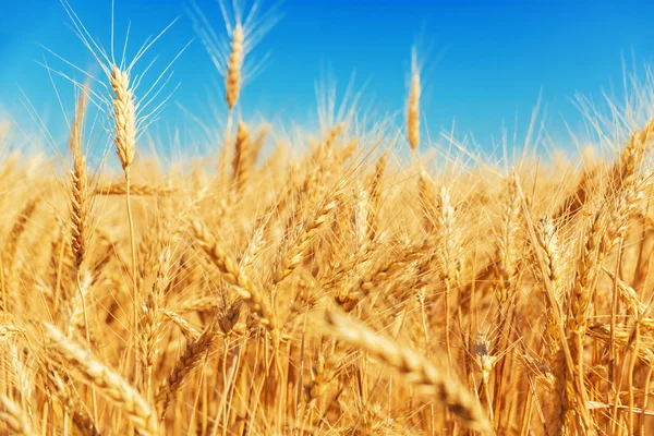 Altın buğday alanı — Stok fotoğraf