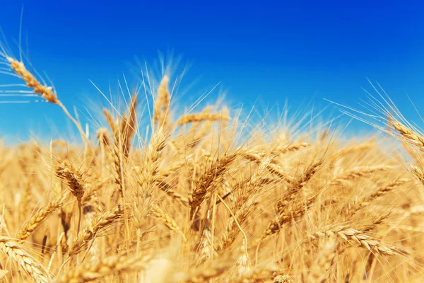 Gold wheat field — Stock Photo, Image