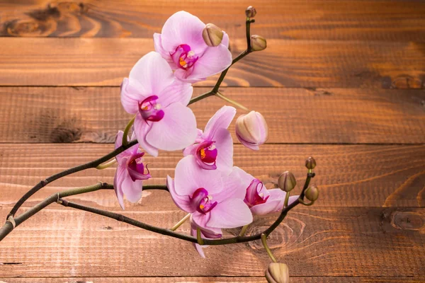 Pink orchid flowers — Stock Photo, Image