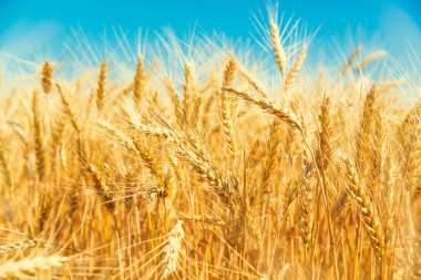 altın buğday alanı