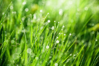 Sabah damla ile çimen