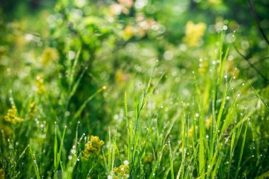 Sabah damla ile çimen