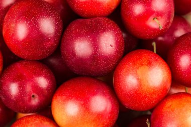 Olgun Erik arka plan