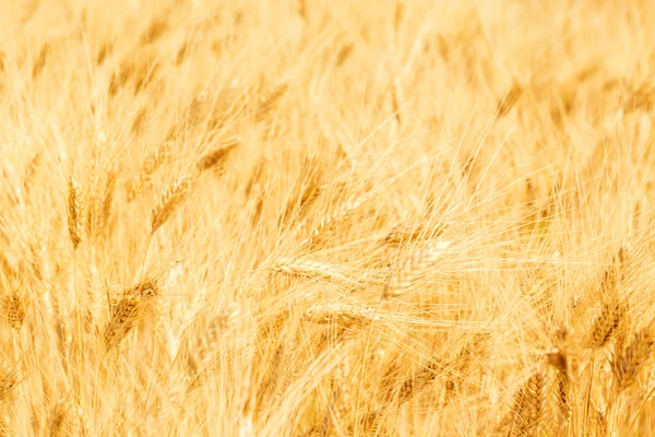 Campo de trigo dorado —  Fotos de Stock