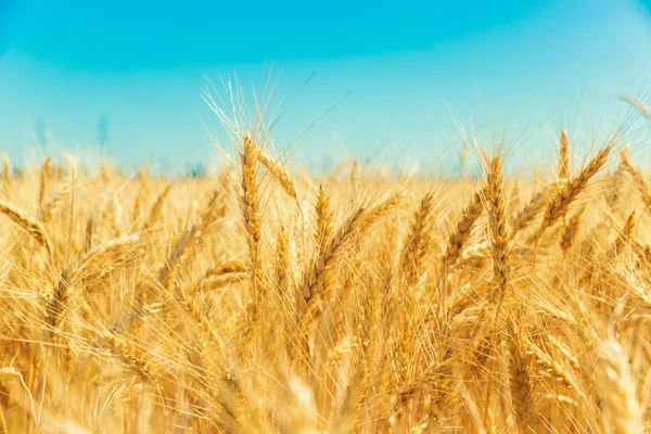 Gold wheat field — Stock Photo, Image