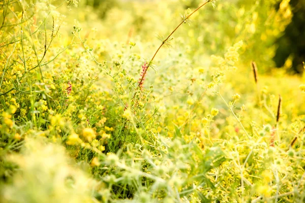 黄色のフィールドの花 — ストック写真