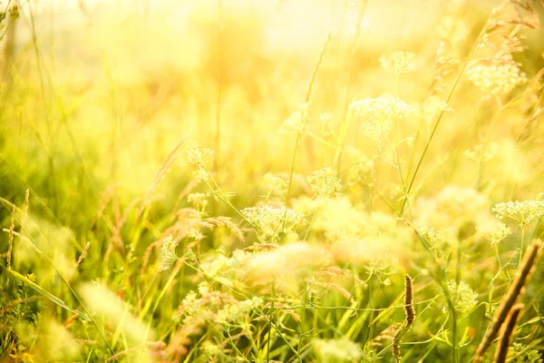 Gult fält blommor — Stockfoto