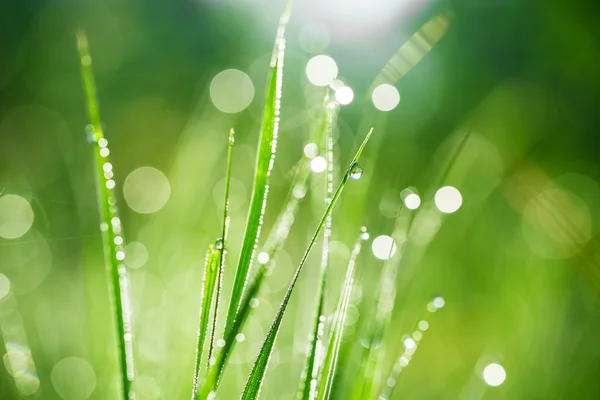 Hierba con gotas de la mañana — Foto de Stock