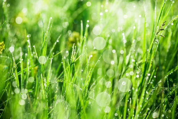 Herbe avec gouttes du matin — Photo