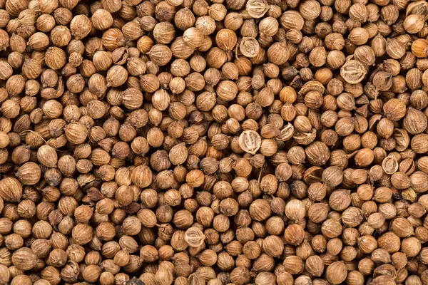 Сушеные семена кориандра — стоковое фото