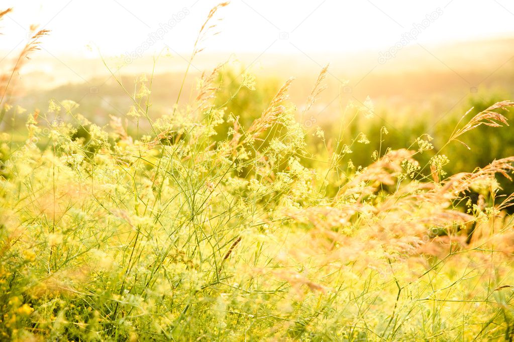 Yellow field flowers