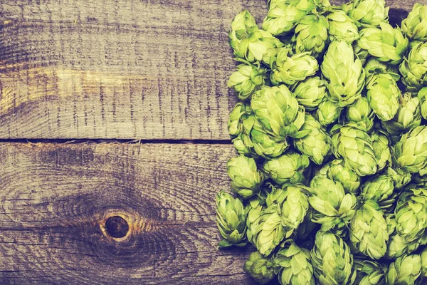 Fresh green hops — Stock Photo, Image