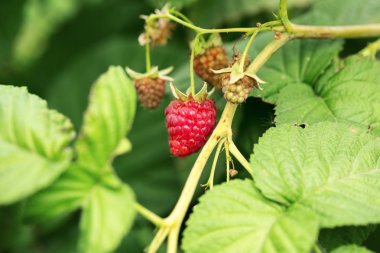 Olgun ahududu bahçe