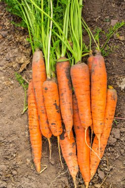 zeminde organik havuç