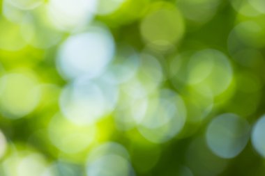 Yeşil doğa arkaplanı