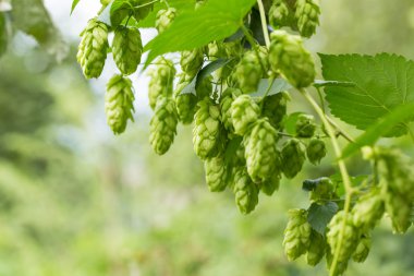 Yeşil çam şerbetçiotu