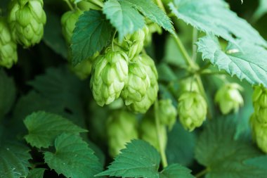 Yeşil çam şerbetçiotu